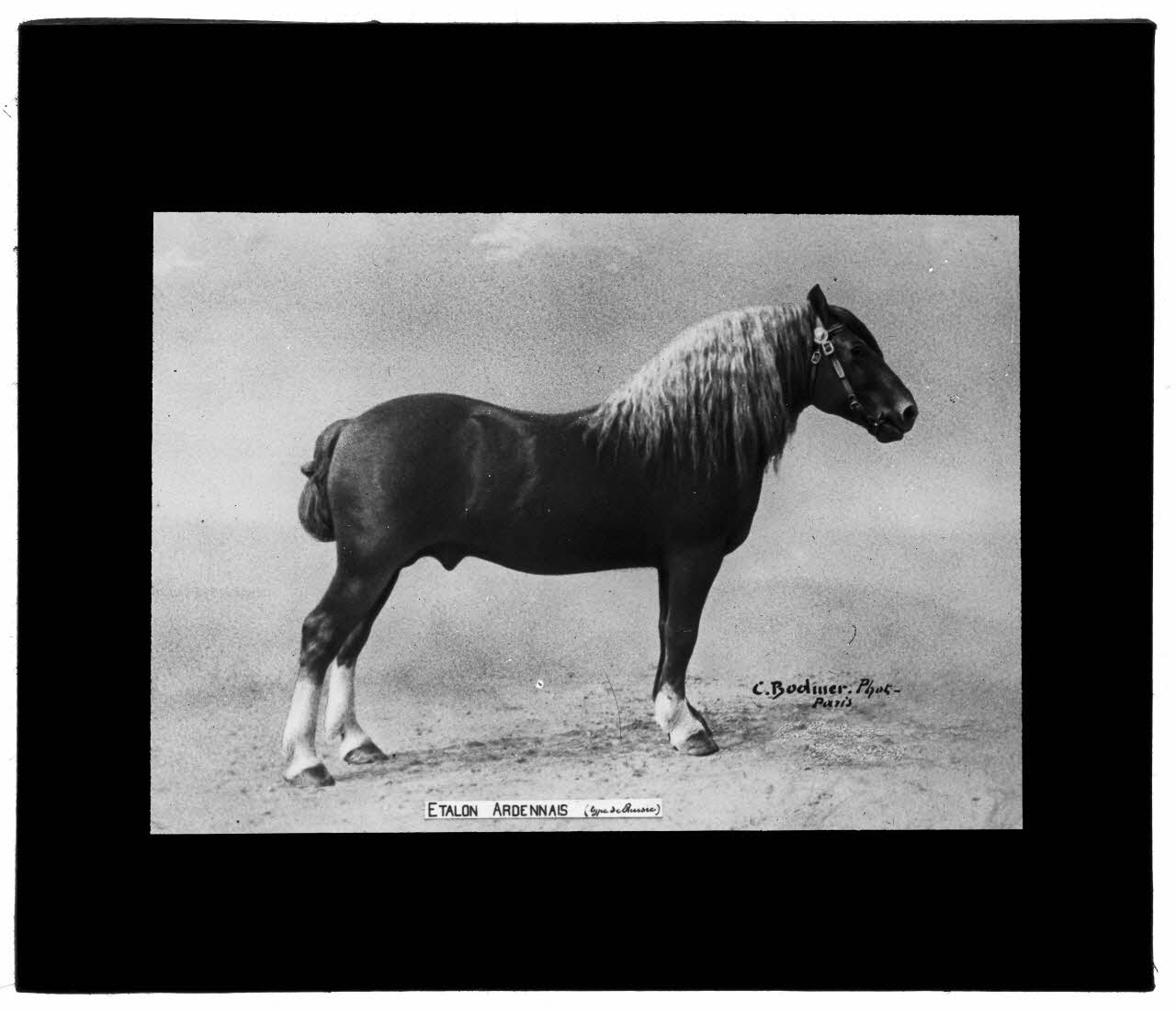 Charles Bodmer plaque de verre Etalon Ardennais Ile-de-France, France 1895-1932 2020.33.1.123 Photo Mucem / Charles Bodmer
