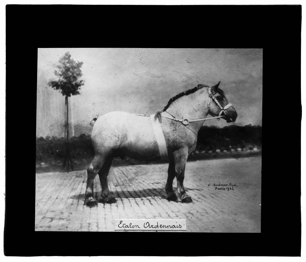 Charles Bodmer plaque de verre Etalon Ardennais Ile-de-France, France 1932 2020.33.1.124 Photo Mucem / Charles Bodmer