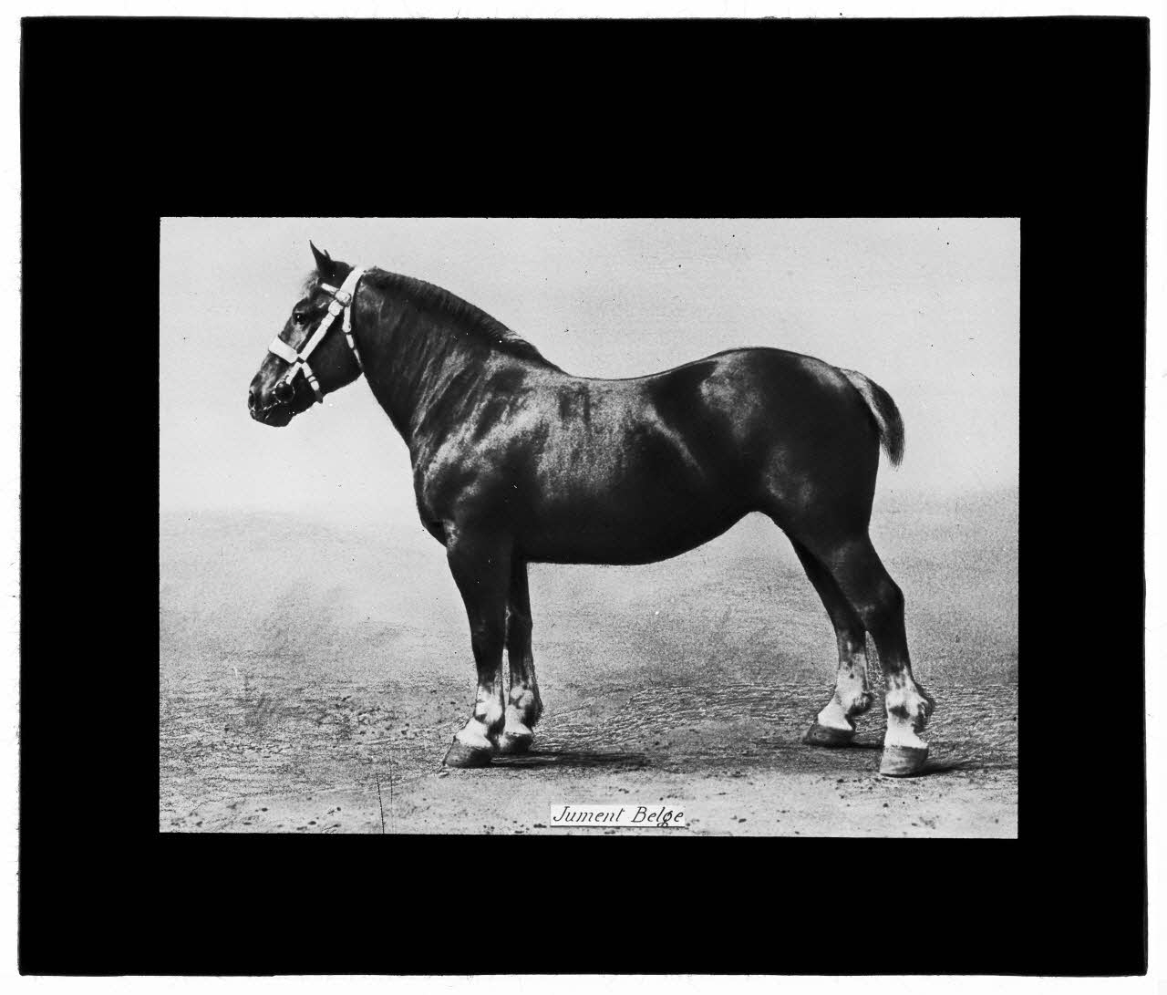 Charles Bodmer plaque de verre Jument Belge Ile-de-France, France 1895-1932 2020.33.1.125 Photo Mucem / Charles Bodmer