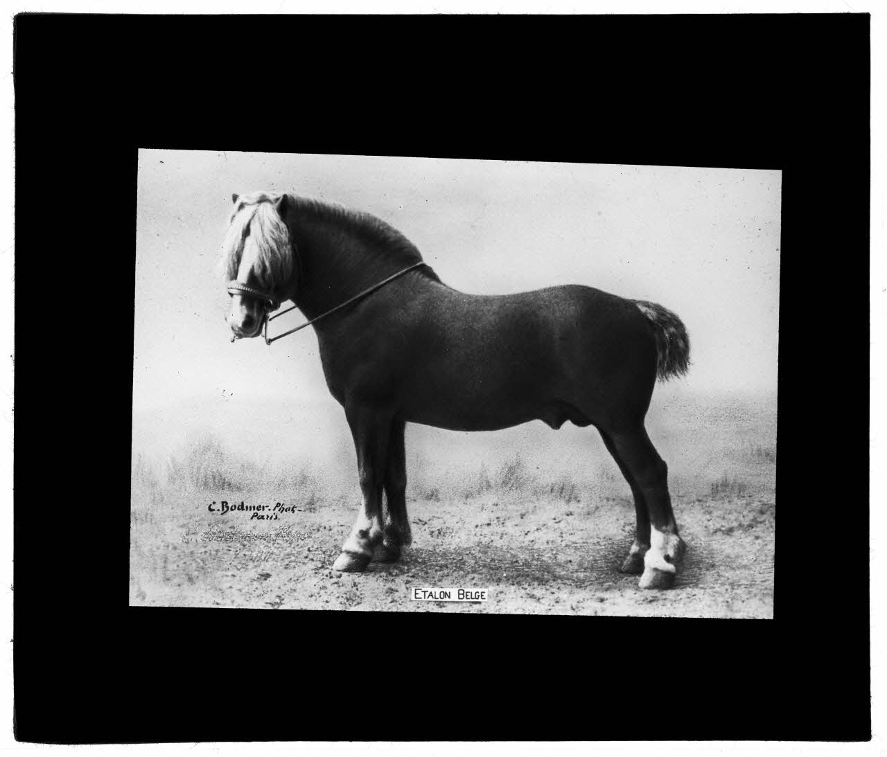 Charles Bodmer plaque de verre Etalon Belge Ile-de-France, France 1895-1932 2020.33.1.126 Photo Mucem / Charles Bodmer