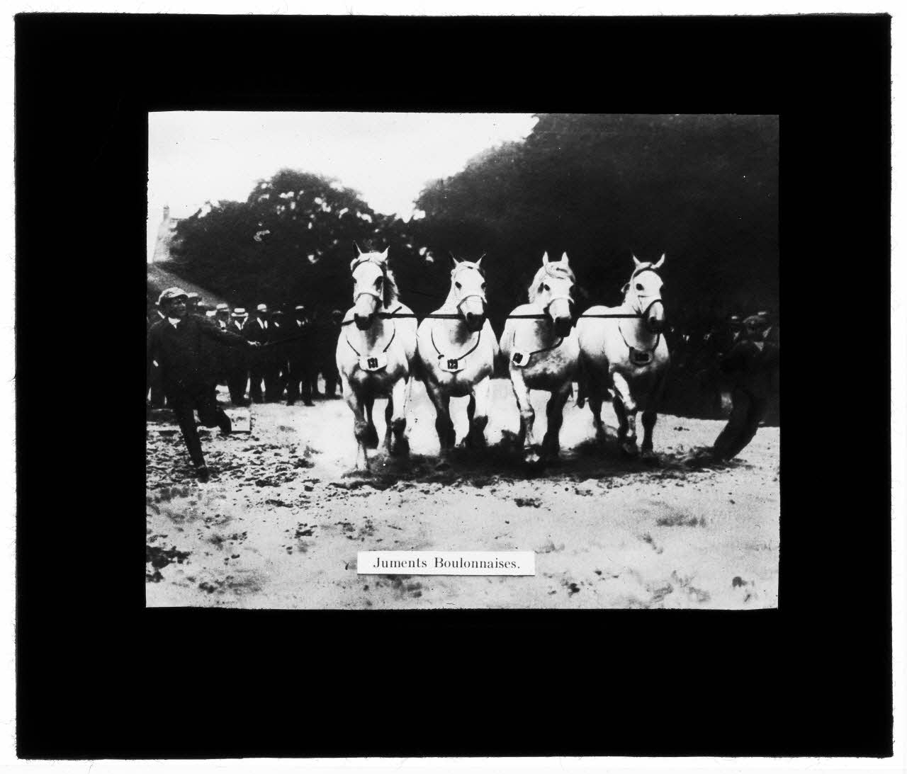 Charles Bodmer plaque de verre Juments Boulonnaises Ile-de-France, France 1895-1932 2020.33.1.127 Photo Mucem / Charles Bodmer