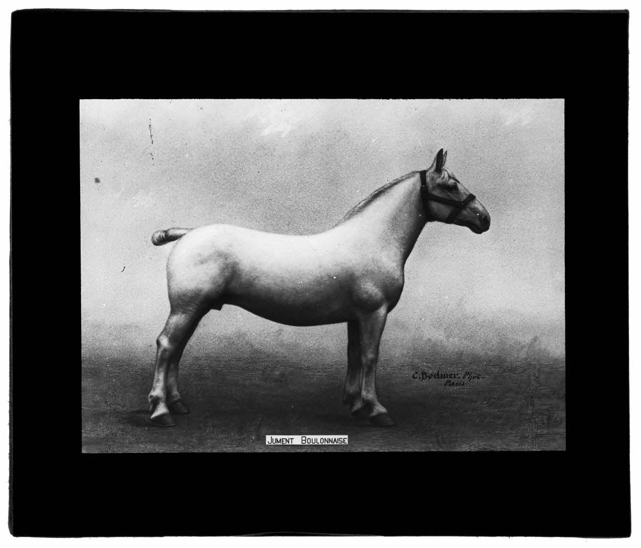 Charles Bodmer plaque de verre Jument Boulonnaise Ile-de-France, France 1895-1932 2020.33.1.128 Photo Mucem / Charles Bodmer