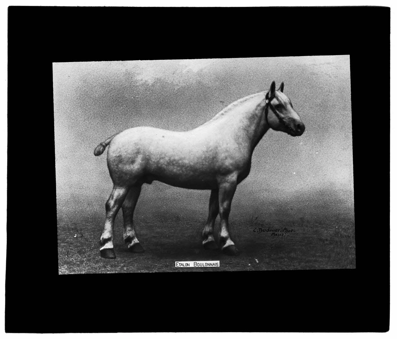 Charles Bodmer plaque de verre Etalon Boulonnais Ile-de-France, France 1895-1932 2020.33.1.129 Photo Mucem / Charles Bodmer