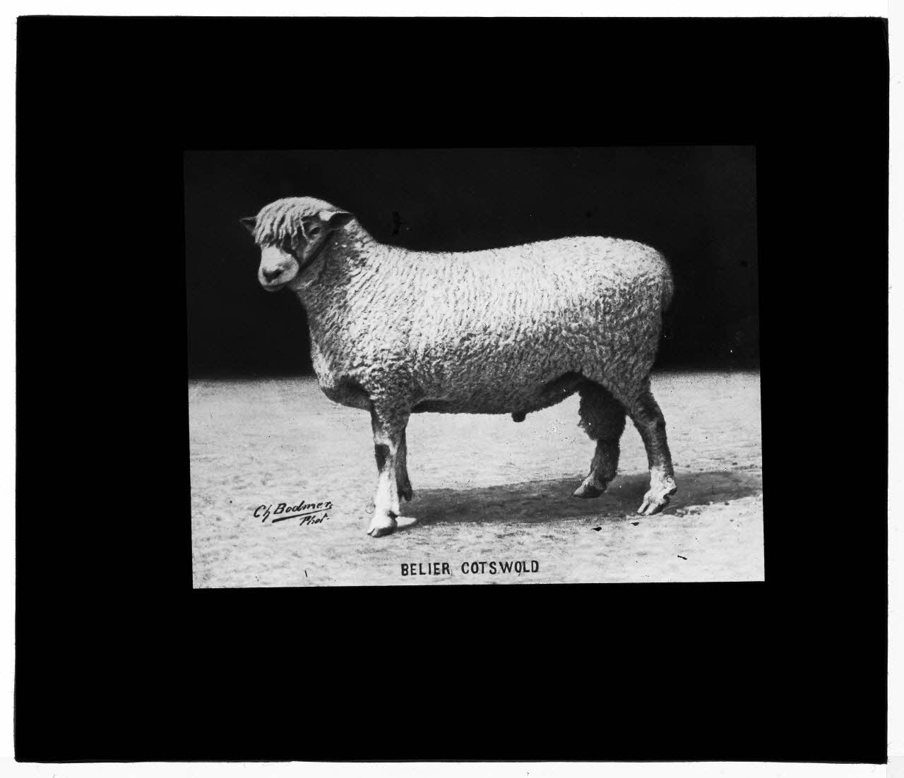 Charles Bodmer plaque de verre Bélier Costwold Ile-de-France, France 1895-1932 2020.33.1.13 Photo Mucem / Charles Bodmer