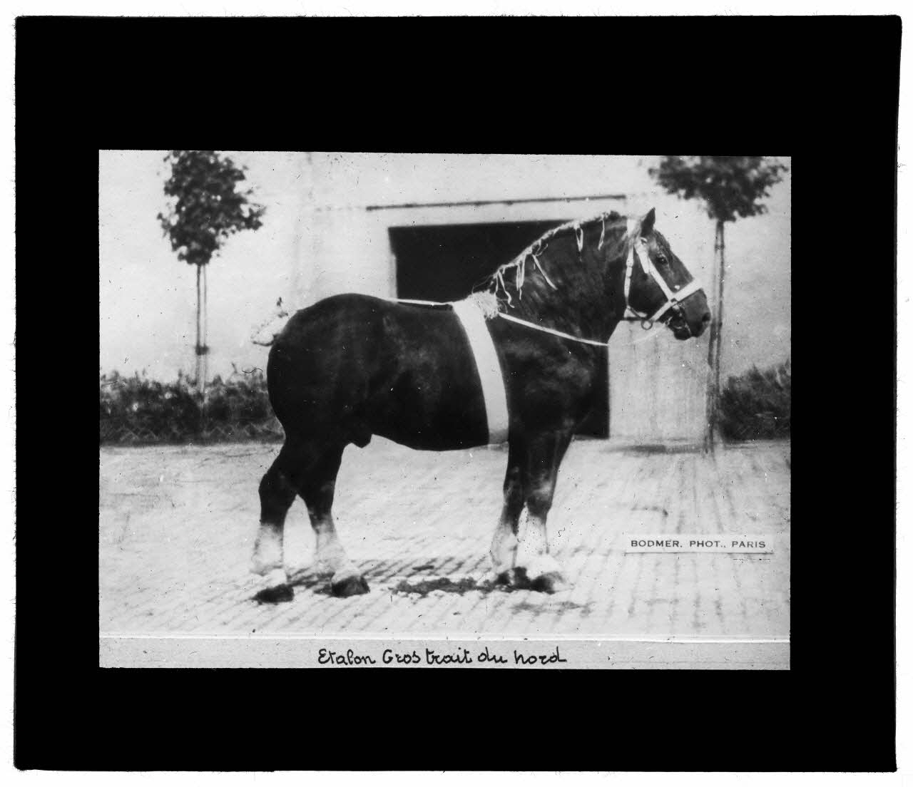 Charles Bodmer plaque de verre Etalon gros trait du Nord Ile-de-France, France 1895-1932 2020.33.1.130 Photo Mucem / Charles Bodmer