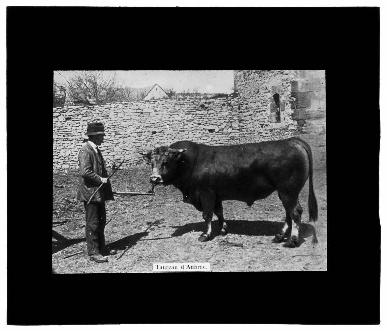 Charles Bodmer plaque de verre Taureau d'Aubrac Ile-de-France, France 1895-1932 2020.33.1.131 Photo Mucem / Charles Bodmer