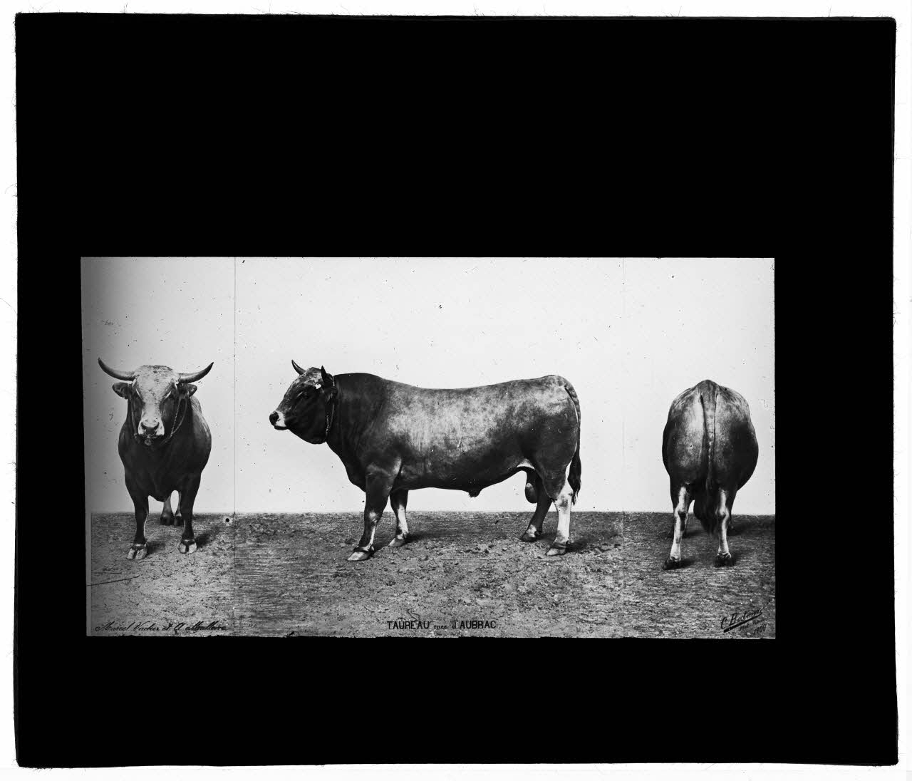 Charles Bodmer plaque de verre Taureau race d'Aubrac Ile-de-France, France 1900 2020.33.1.132 Photo Mucem / Charles Bodmer