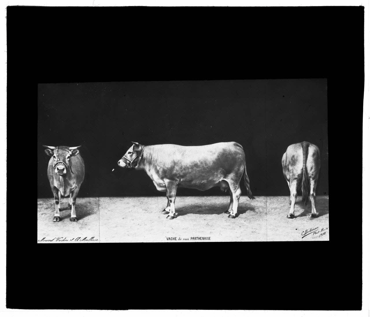 Charles Bodmer plaque de verre Vache de race Parthenaise Ile-de-France, France 1900 2020.33.1.133 Photo Mucem / Charles Bodmer