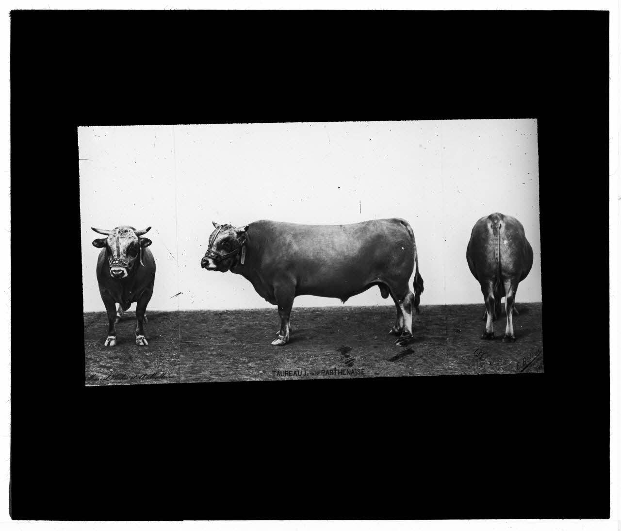 Charles Bodmer plaque de verre Taureau de race Parthenaise Ile-de-France, France 1900 2020.33.1.134 Photo Mucem / Charles Bodmer