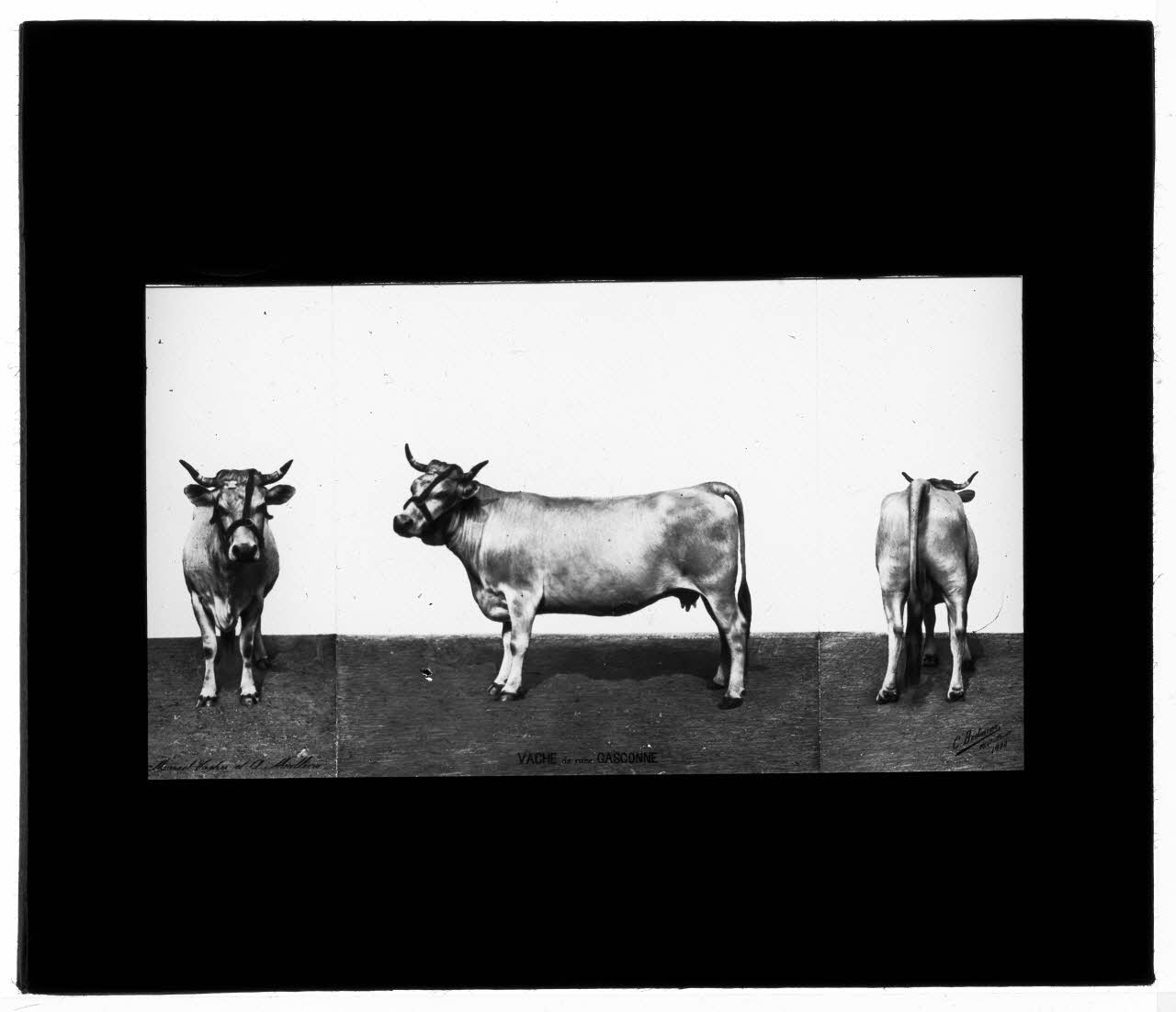 Charles Bodmer plaque de verre Vache de race Gasconne Ile-de-France, France 1900 2020.33.1.135 Photo Mucem / Charles Bodmer