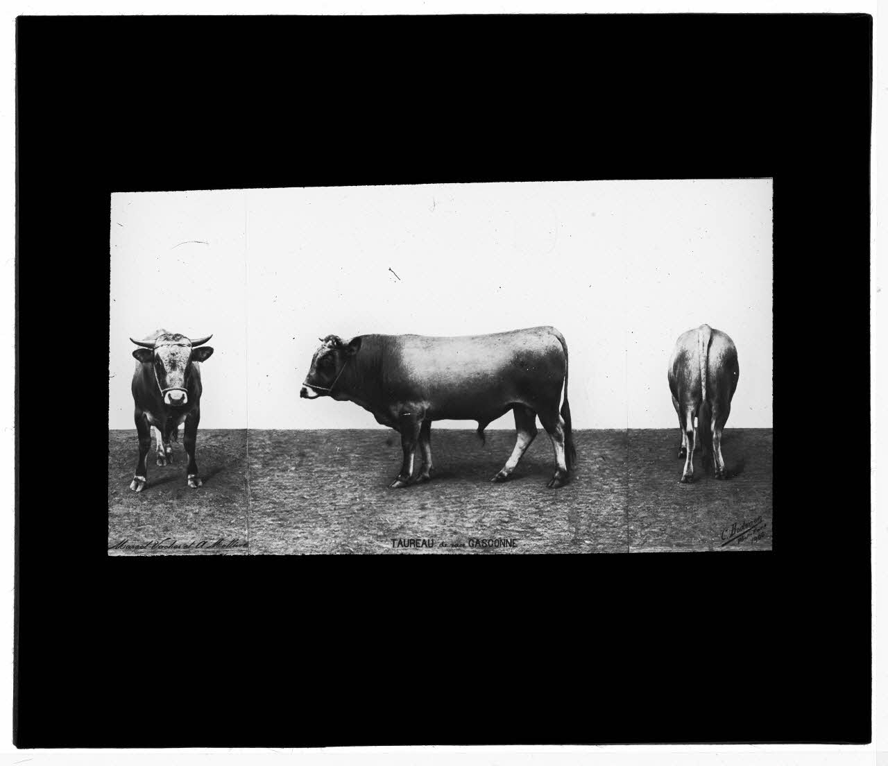 Charles Bodmer plaque de verre Taureau de race Gasconne Ile-de-France, France 1900 2020.33.1.136 Photo Mucem / Charles Bodmer