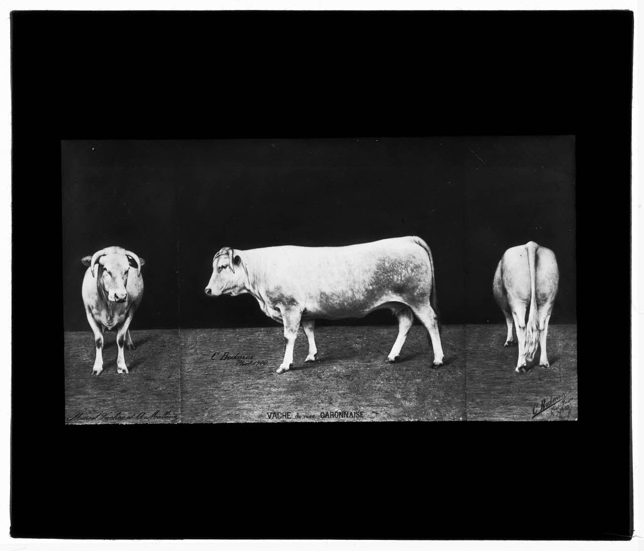 Charles Bodmer plaque de verre Vache de race Garonnaise Ile-de-France, France 1900 2020.33.1.137 Photo Mucem / Charles Bodmer