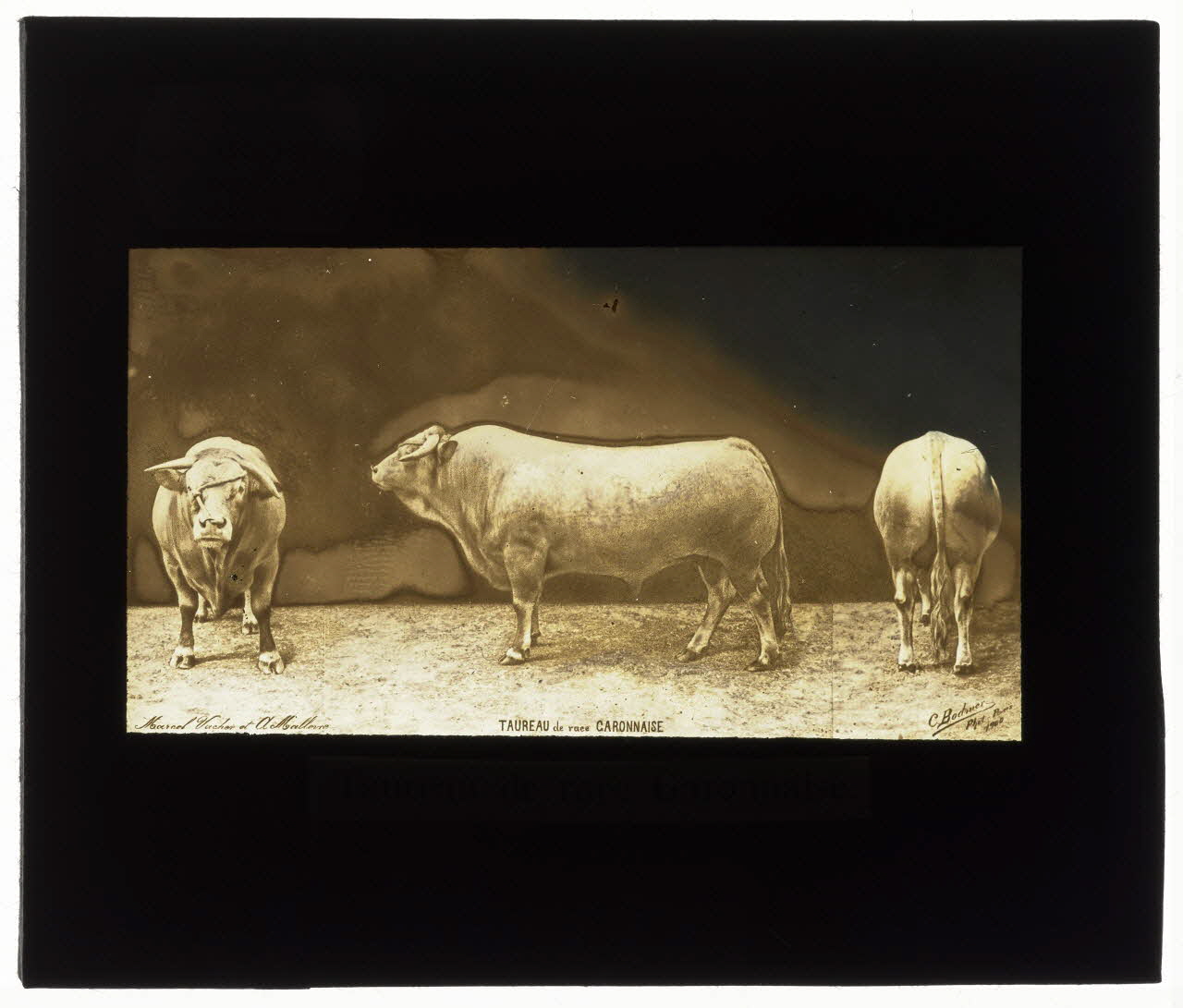 Charles Bodmer plaque de verre Taureau de race Garonnaise Ile-de-France, France 1900 2020.33.1.138 Photo Mucem / Charles Bodmer
