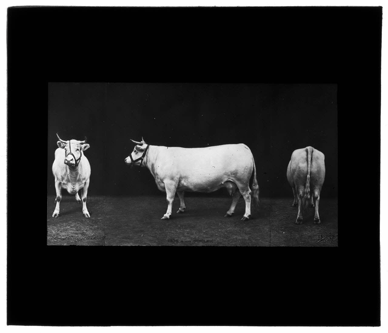 Charles Bodmer plaque de verre Vache de race Charolaise Ile-de-France, France 1900 2020.33.1.139 Photo Mucem / Charles Bodmer