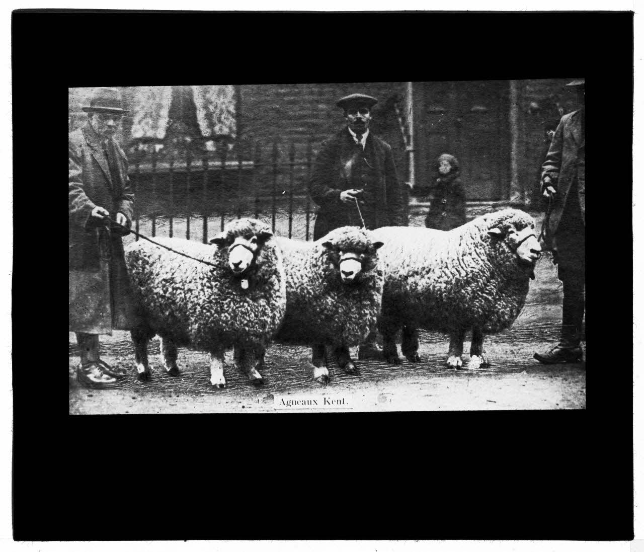 Charles Bodmer plaque de verre Agneaux Kent Ile-de-France, France 1895-1932 2020.33.1.14 Photo Mucem / Charles Bodmer