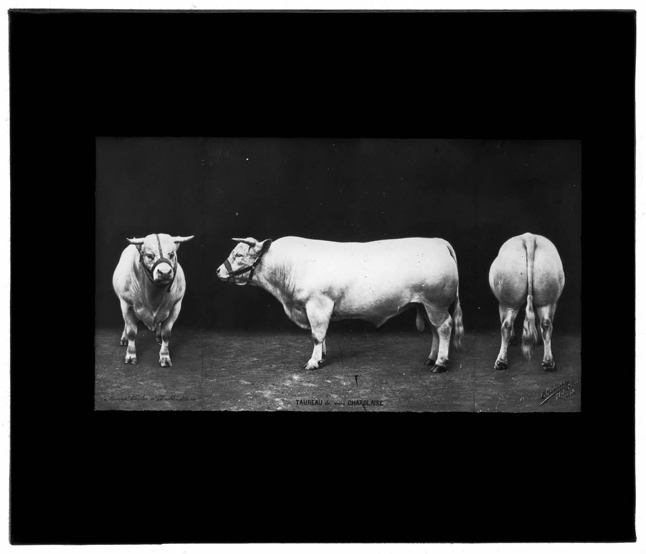 Charles Bodmer plaque de verre Taureau de race Charolaise Ile-de-France, France 1900 2020.33.1.140 Photo Mucem / Charles Bodmer