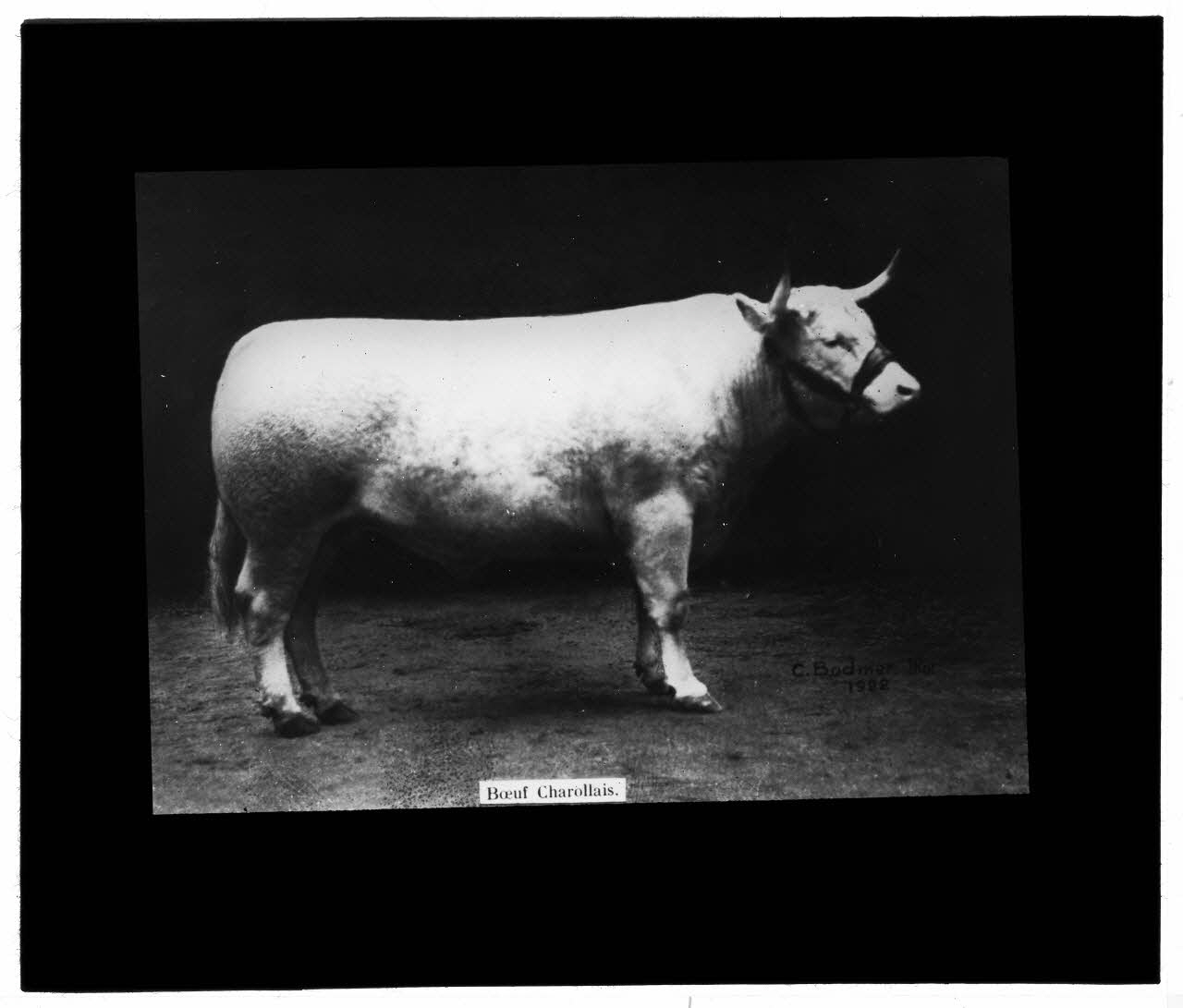 Charles Bodmer plaque de verre Boeuf Charollais Ile-de-France, France 1922 2020.33.1.141 Photo Mucem / Charles Bodmer