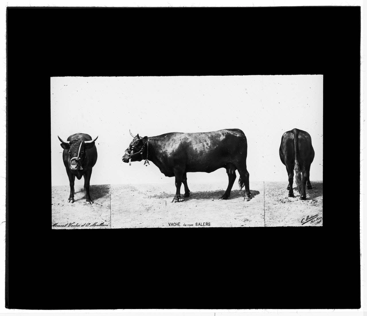 Charles Bodmer plaque de verre Vache race de Salers Ile-de-France, France 1900 2020.33.1.142 Photo Mucem / Charles Bodmer