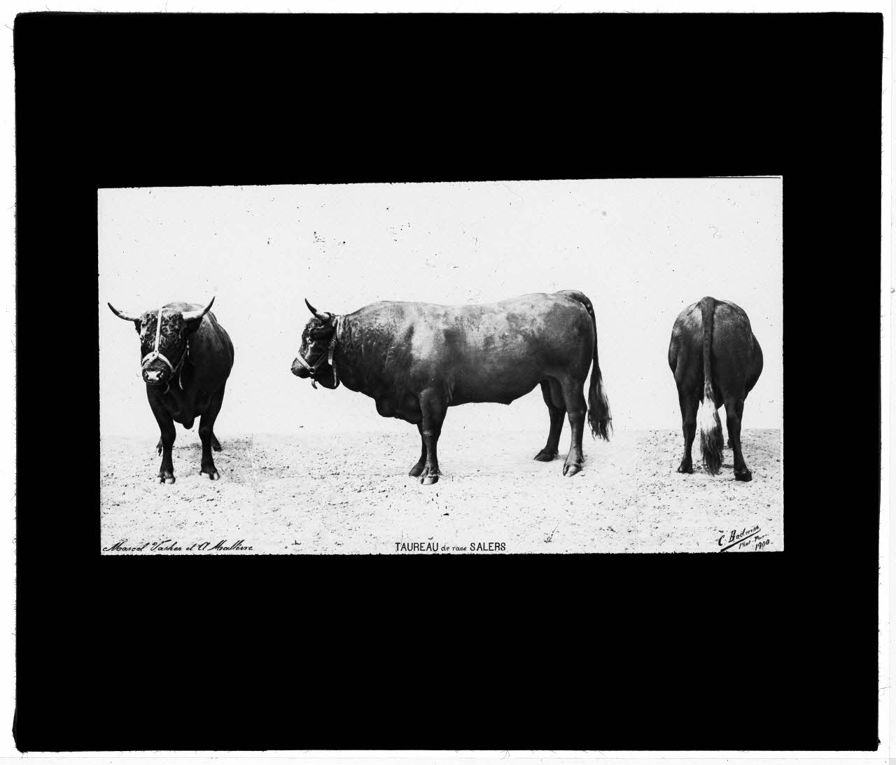 Charles Bodmer plaque de verre Taureau race de Salers Ile-de-France, France 1900 2020.33.1.143 Photo Mucem / Charles Bodmer