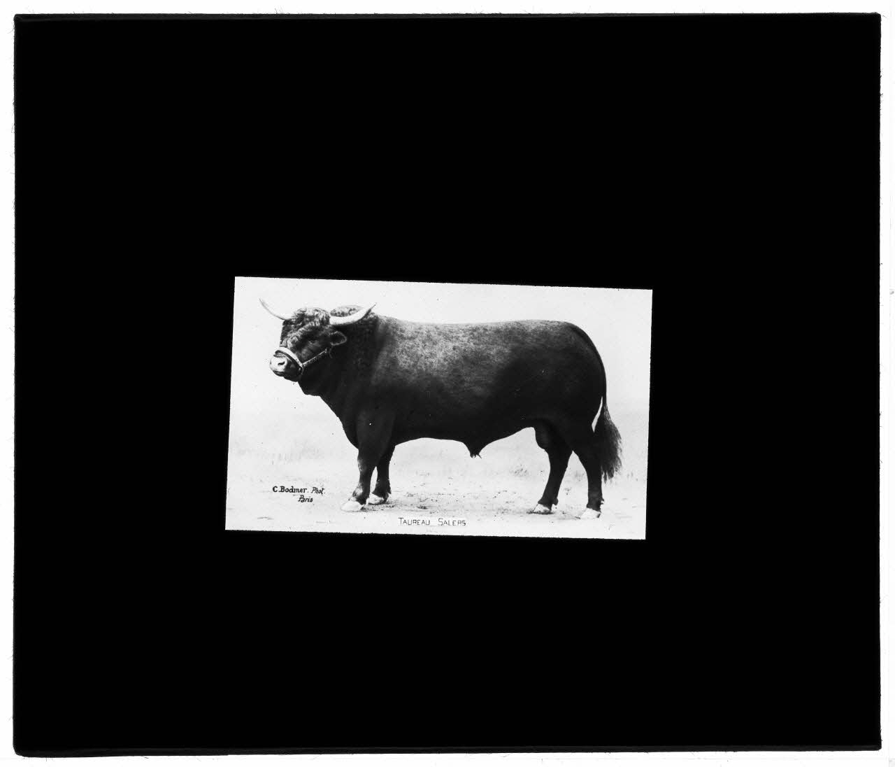 Charles Bodmer plaque de verre Taureau Salers Ile-de-France, France 1895-1932 2020.33.1.144 Photo Mucem / Charles Bodmer