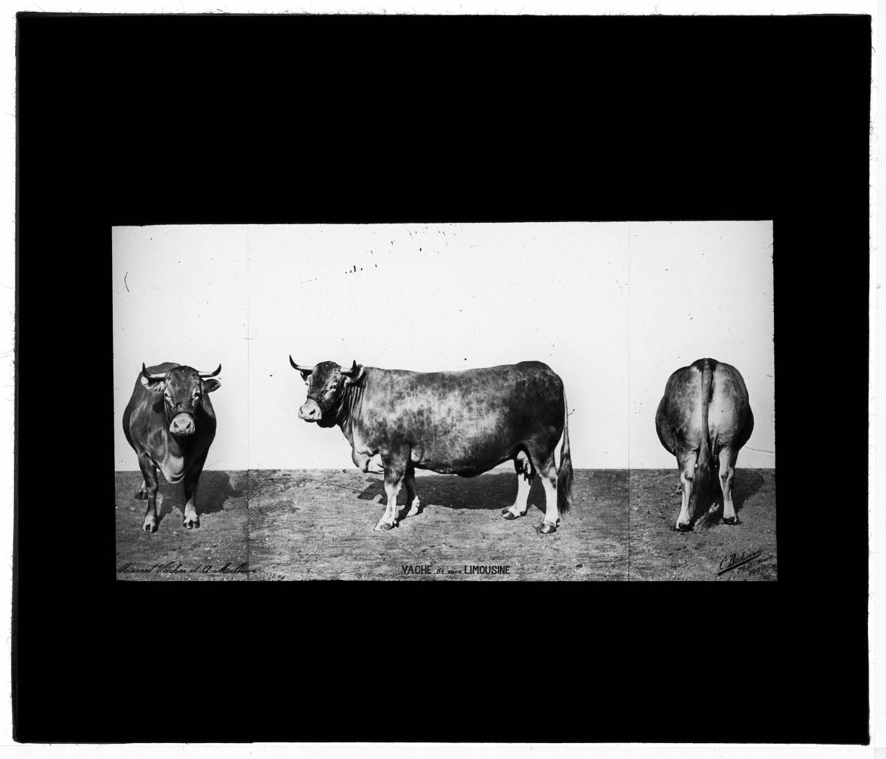 Charles Bodmer plaque de verre Vache de race Limousine Ile-de-France, France 1900 2020.33.1.145 Photo Mucem / Charles Bodmer