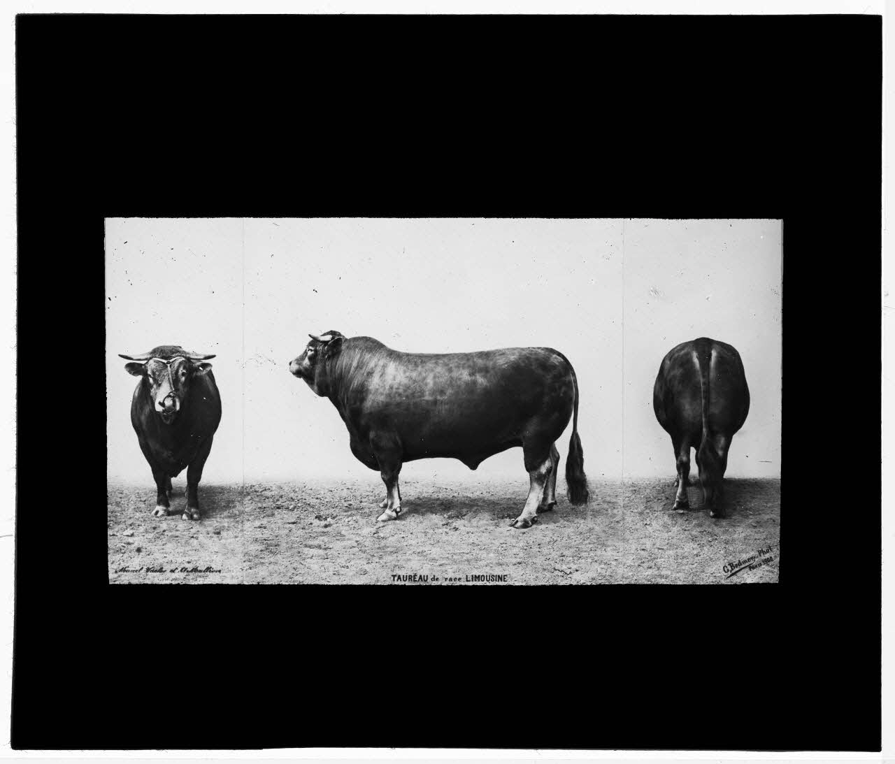Charles Bodmer plaque de verre Taureau de race Limousine Ile-de-France, France 1900 2020.33.1.146 Photo Mucem / Charles Bodmer
