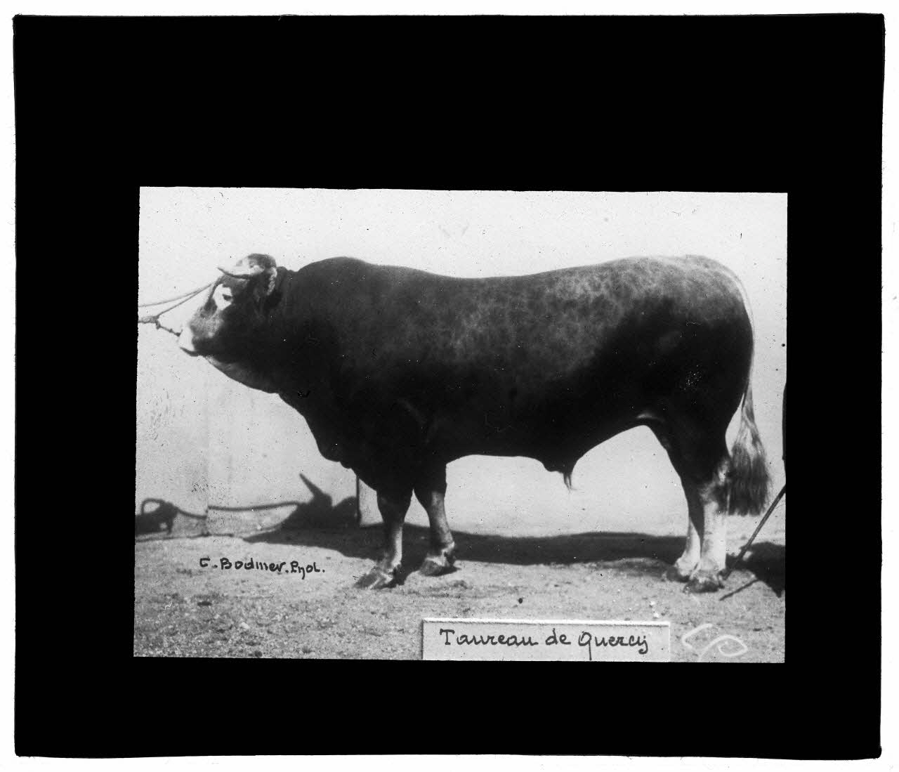 Charles Bodmer plaque de verre Taureau de Quercy Ile-de-France, France 1895-1932 2020.33.1.147 Photo Mucem / Charles Bodmer