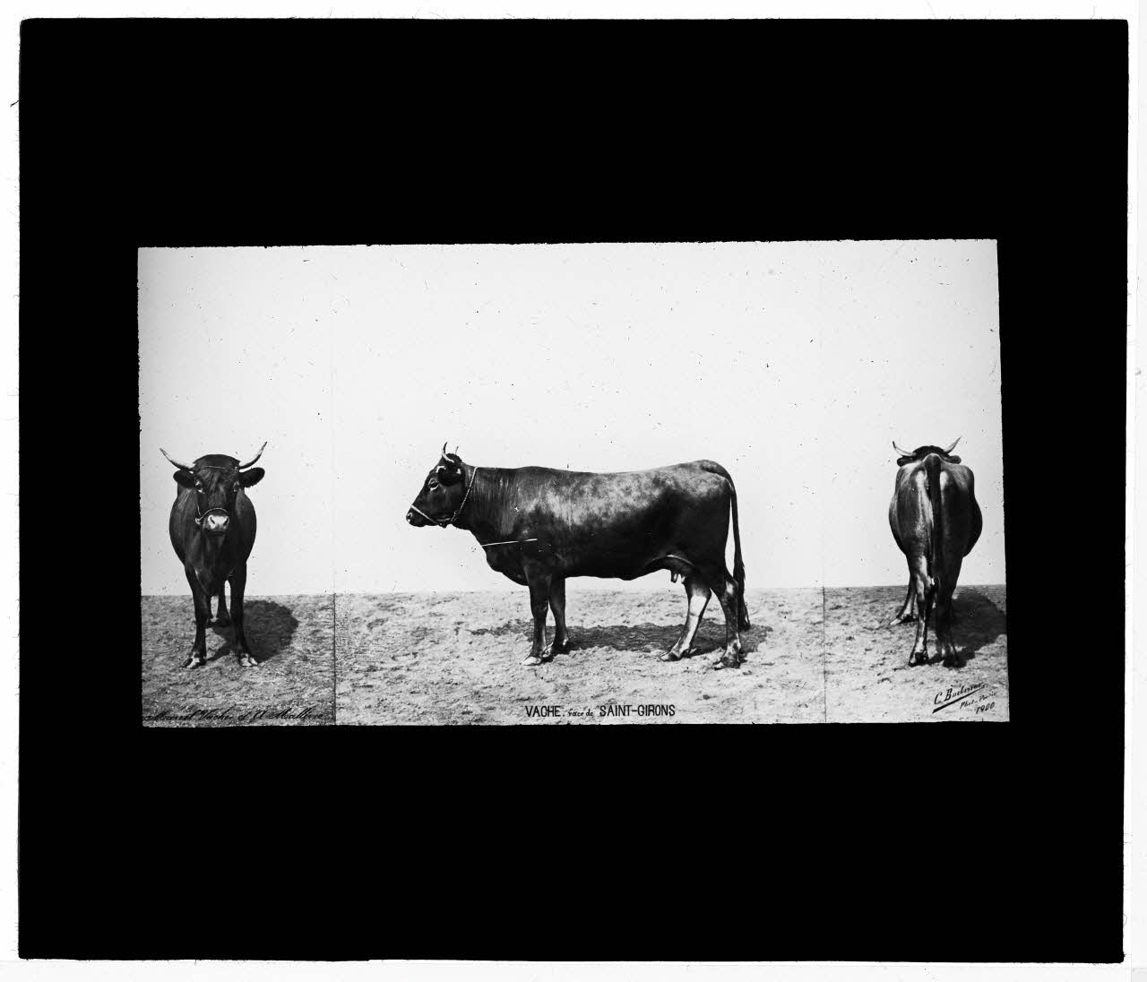 Charles Bodmer plaque de verre Vache de race Saint-Girons Ile-de-France, France 1900 2020.33.1.148 Photo Mucem / Charles Bodmer