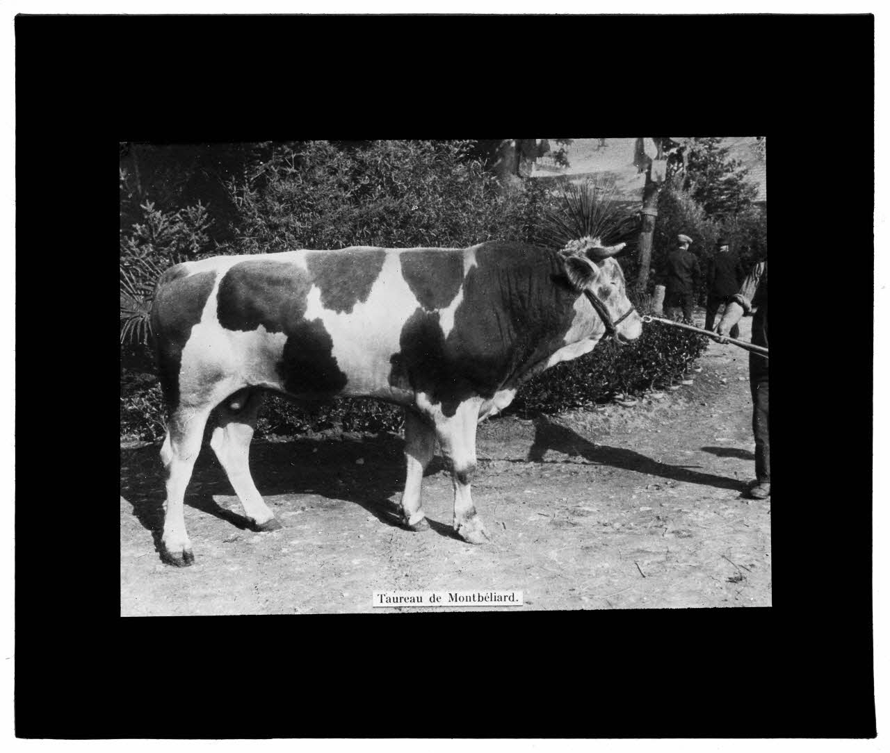Charles Bodmer plaque de verre Taureau de Montbéliard Ile-de-France, France 1895-1932 2020.33.1.149 Photo Mucem / Charles Bodmer