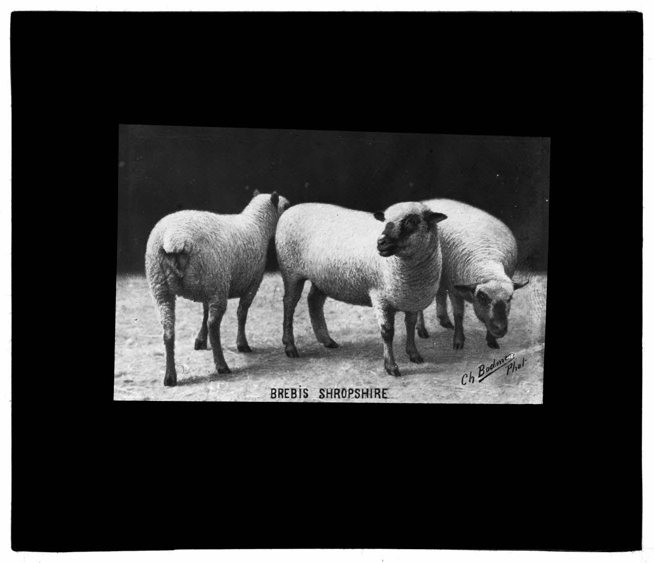 Charles Bodmer plaque de verre Brebis Shropshire Ile-de-France, France 1895-1932 2020.33.1.15 Photo Mucem / Charles Bodmer