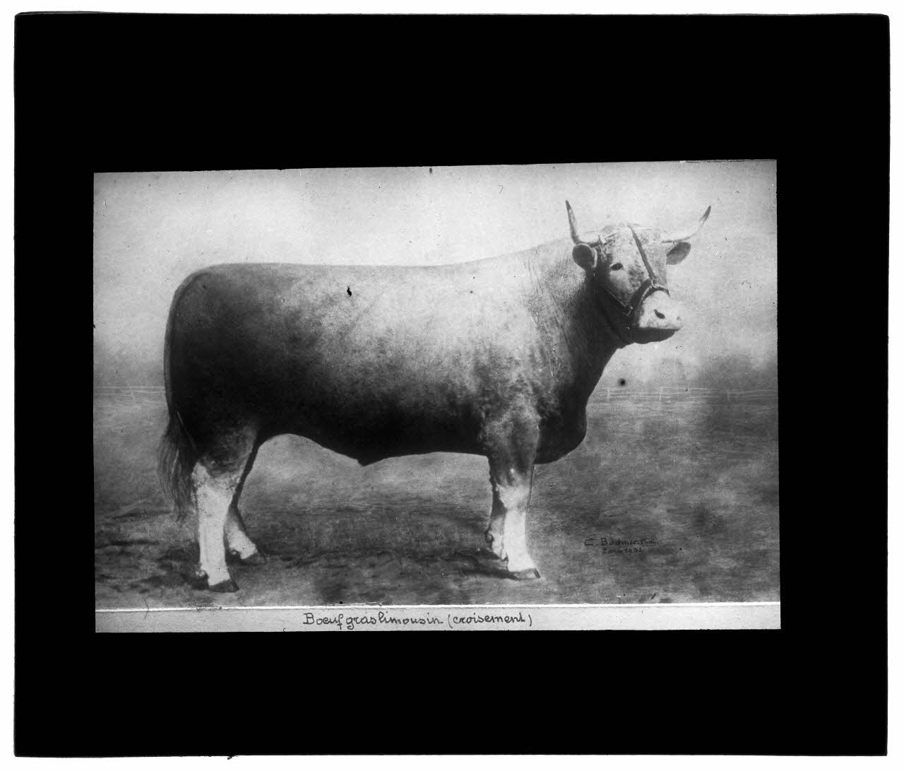 Charles Bodmer plaque de verre Boeuf gras limousin (croisement) Ile-de-France, France 1932 2020.33.1.150 Photo Mucem / Charles Bodmer
