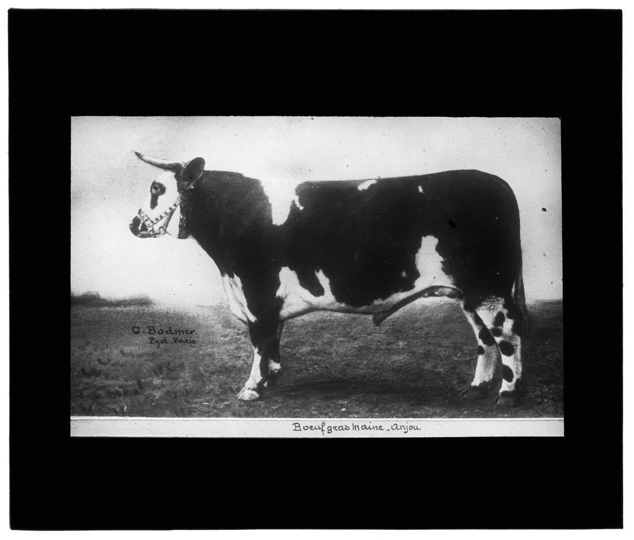 Charles Bodmer plaque de verre Boeuf gras Maine-Anjou Ile-de-France, France 1895-1932 2020.33.1.151 Photo Mucem / Charles Bodmer