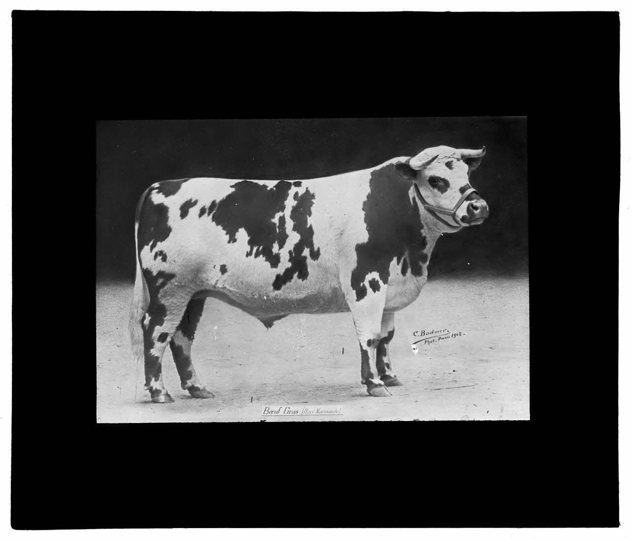 Charles Bodmer plaque de verre Boeuf gras normand Ile-de-France, France 1912 2020.33.1.152 Photo Mucem / Charles Bodmer