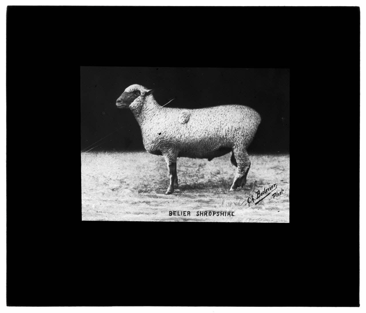 Charles Bodmer plaque de verre Bélier Shropshire Ile-de-France, France 1895-1932 2020.33.1.16 Photo Mucem / Charles Bodmer