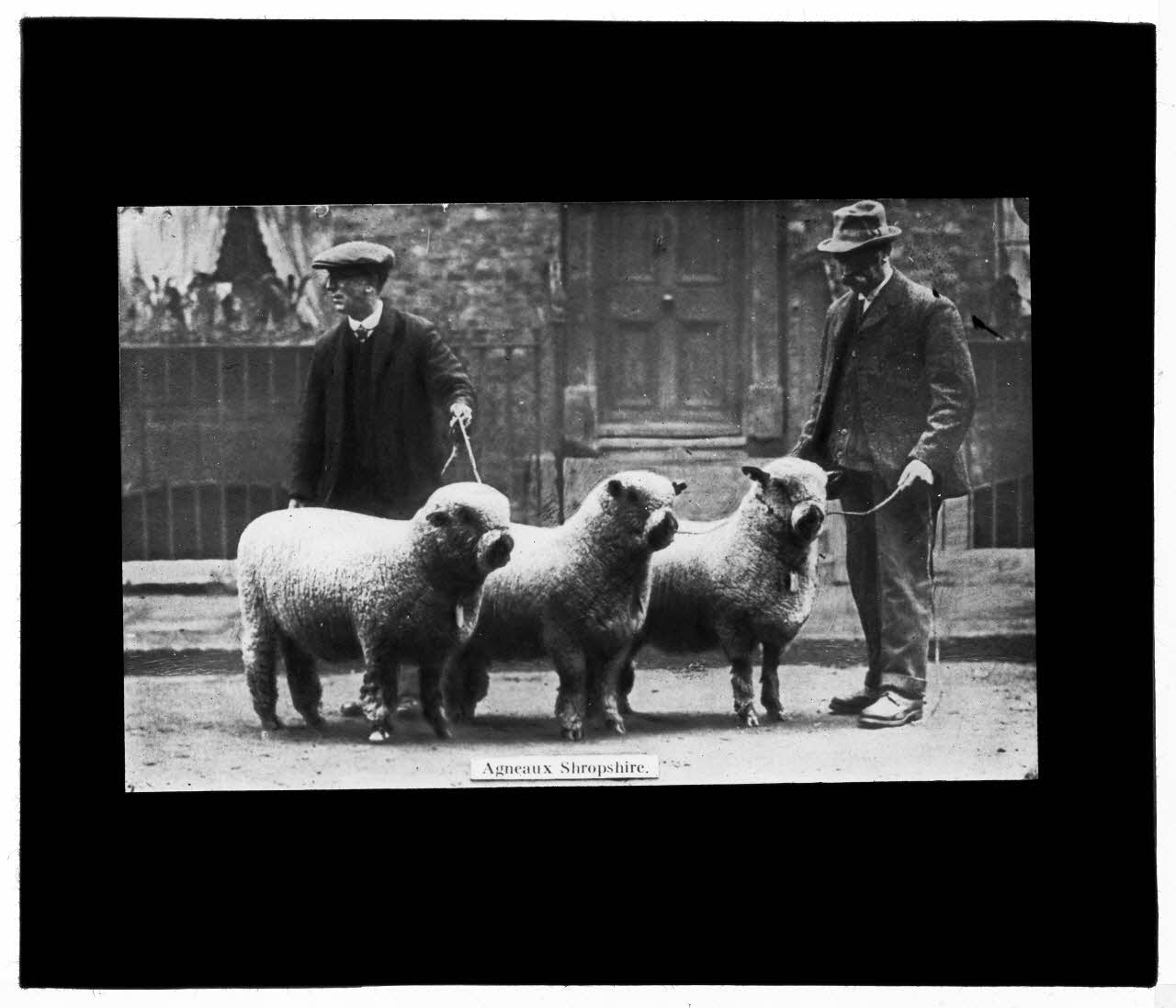 Charles Bodmer plaque de verre Agneaux Shropshire Ile-de-France, France 1895-1932 2020.33.1.17 Photo Mucem / Charles Bodmer
