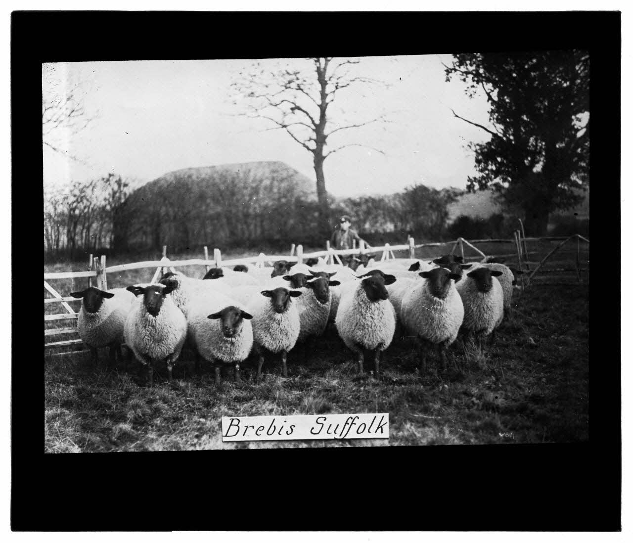 Charles Bodmer plaque de verre Brebis Suffolk Ile-de-France, France 1895-1932 2020.33.1.18 Photo Mucem / Charles Bodmer