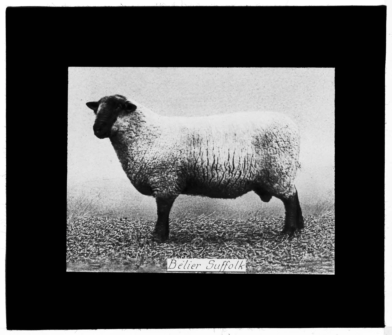 Charles Bodmer plaque de verre Bélier Suffolk Ile-de-France, France 1895-1932 2020.33.1.19 Photo Mucem / Charles Bodmer
