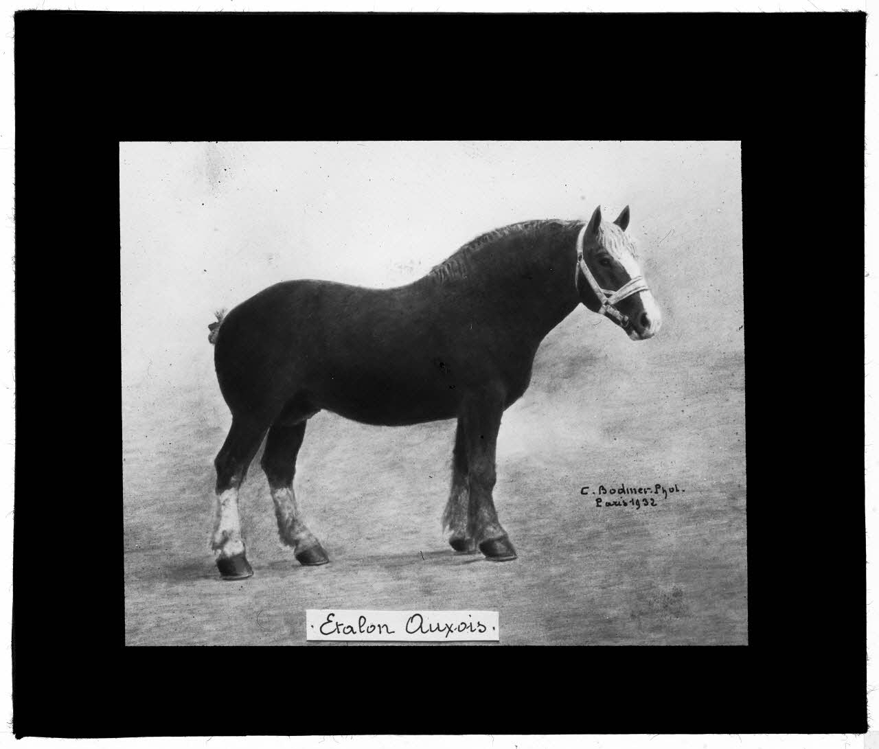 Charles Bodmer plaque de verre Etalon auxois Ile-de-France, France 1932 2020.33.1.2 Photo Mucem / Charles Bodmer