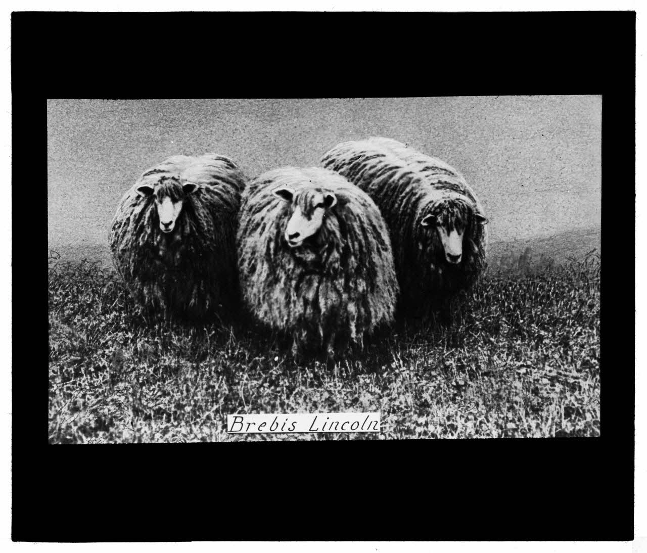 Charles Bodmer plaque de verre Brebis Lincoln Ile-de-France, France 1895-1932 2020.33.1.20 Photo Mucem / Charles Bodmer