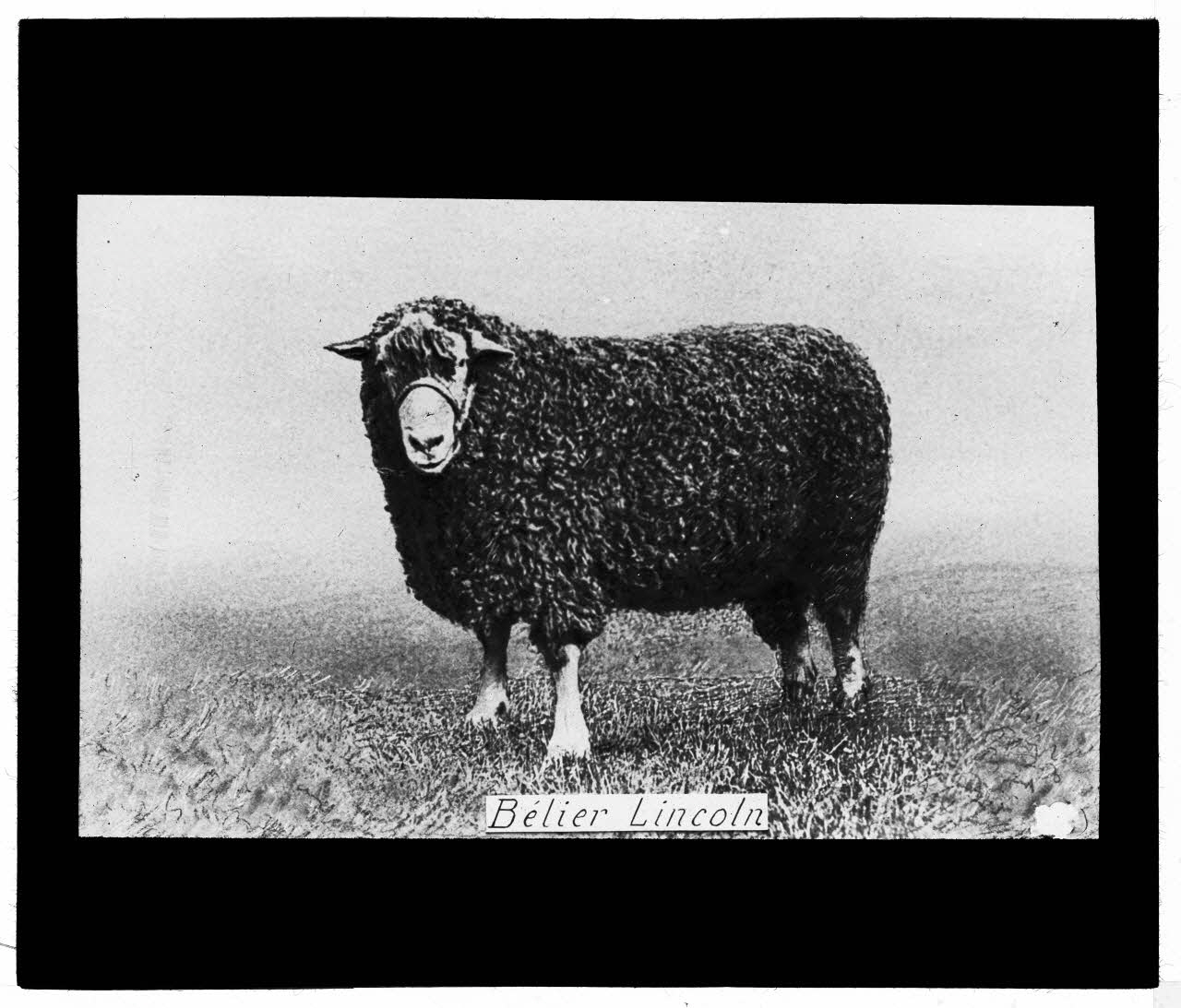 Charles Bodmer plaque de verre Bélier Lincoln Ile-de-France, France 1895-1932 2020.33.1.21 Photo Mucem / Charles Bodmer