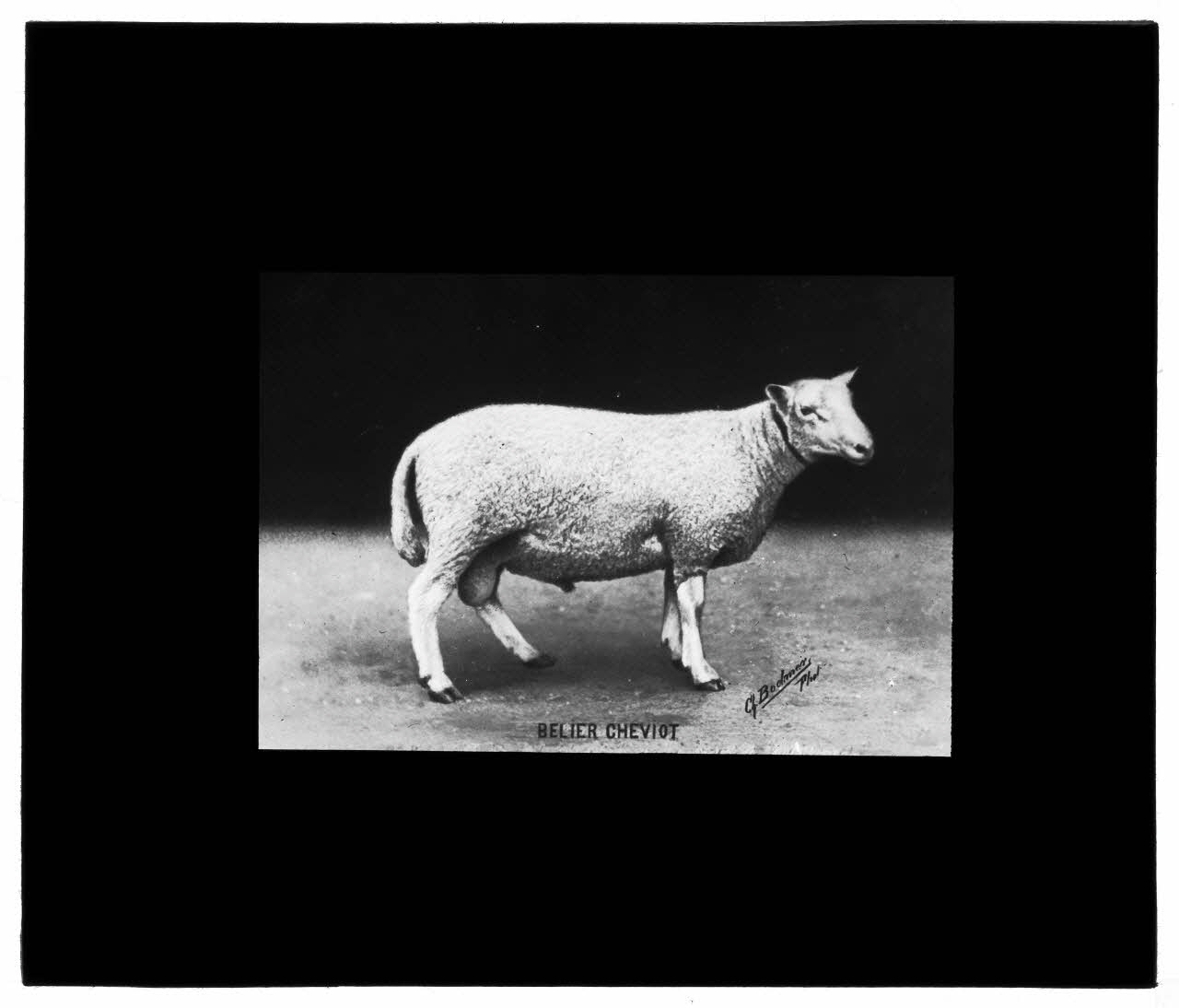 Charles Bodmer plaque de verre Bélier Race Cheviotte Ile-de-France, France 1895-1932 2020.33.1.22 Photo Mucem / Charles Bodmer