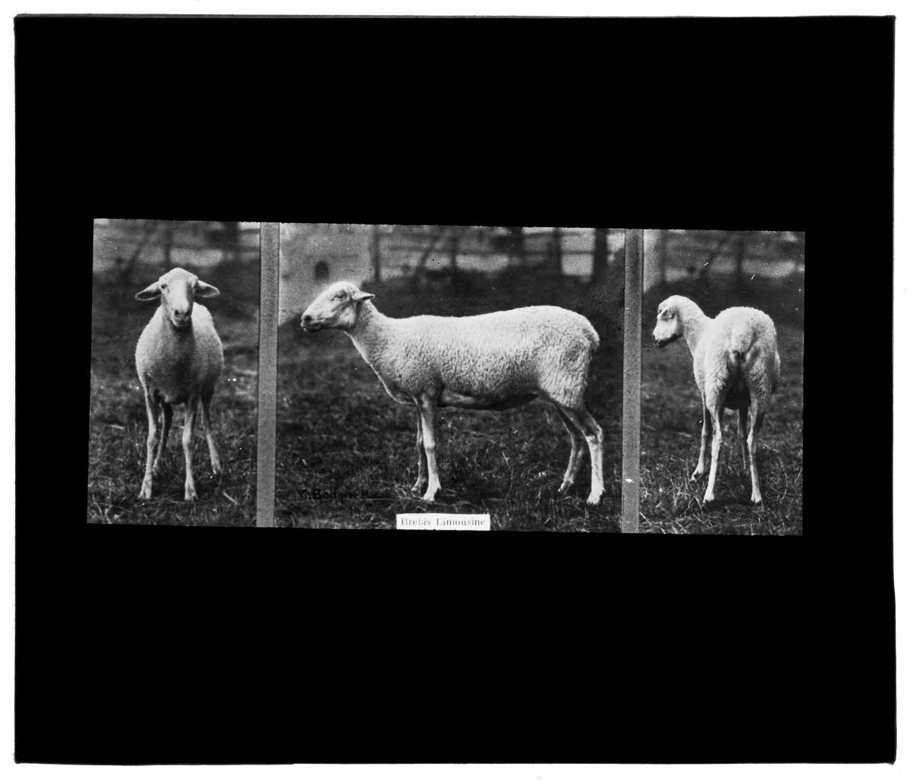 Charles Bodmer plaque de verre Brebis Limousine Ile-de-France, France 1895-1932 2020.33.1.24 Photo Mucem / Charles Bodmer