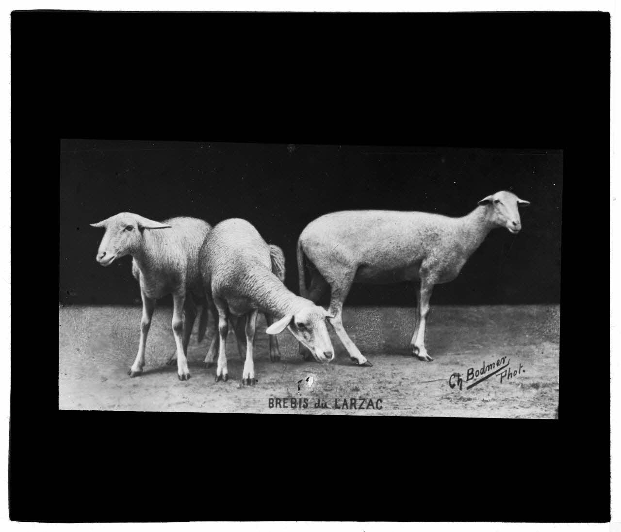 Charles Bodmer plaque de verre Brebis Larzac Ile-de-France, France 1895-1932 2020.33.1.25 Photo Mucem / Charles Bodmer