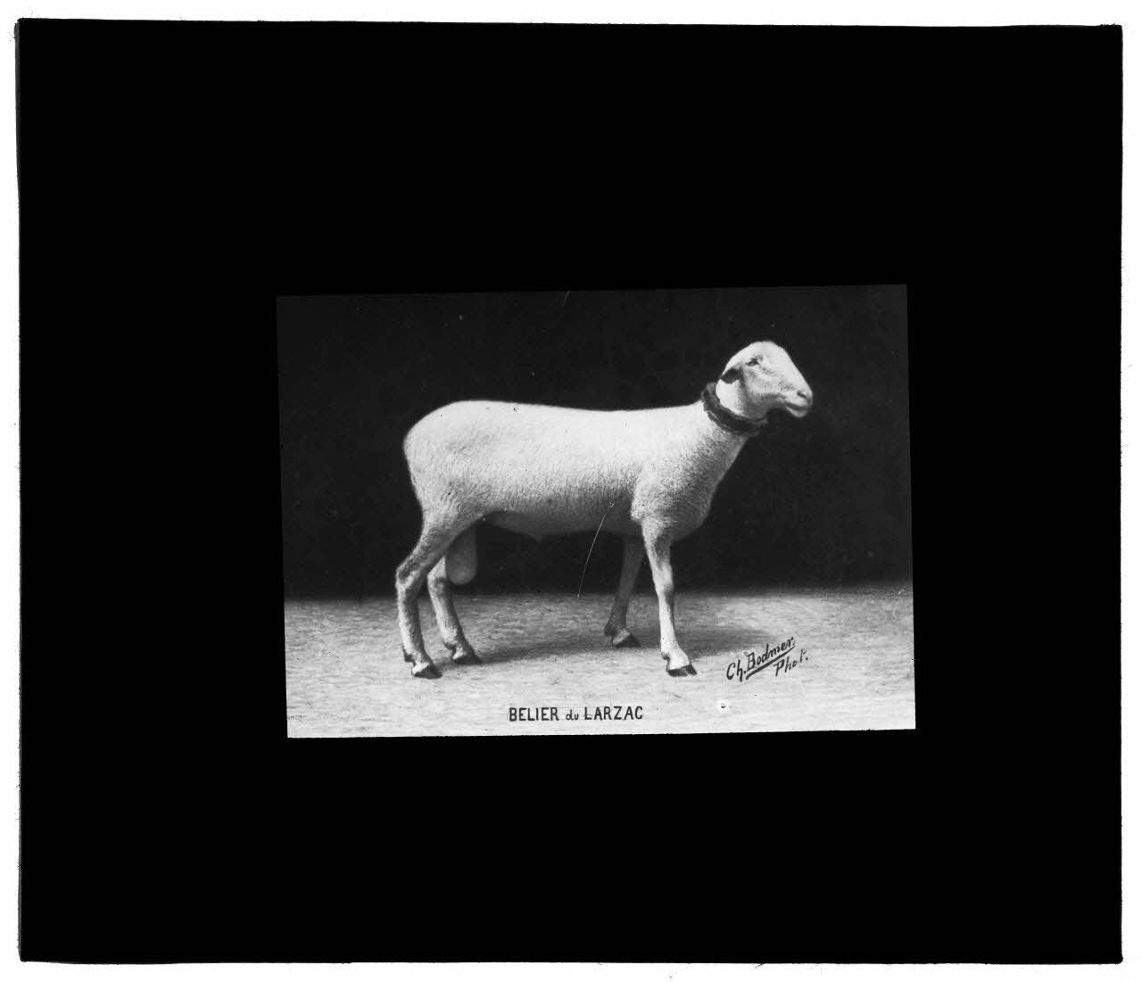 Charles Bodmer plaque de verre Bélier Larzac Ile-de-France, France 1895-1932 2020.33.1.26 Photo Mucem / Charles Bodmer