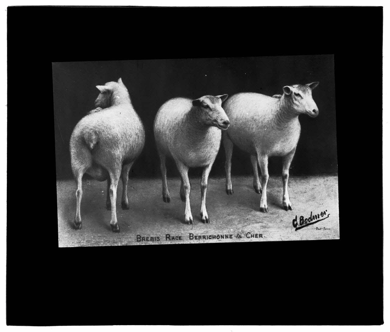 Charles Bodmer plaque de verre Brebis Berrichonne du Cher Ile-de-France, France 1895-1932 2020.33.1.27 Photo Mucem / Charles Bodmer