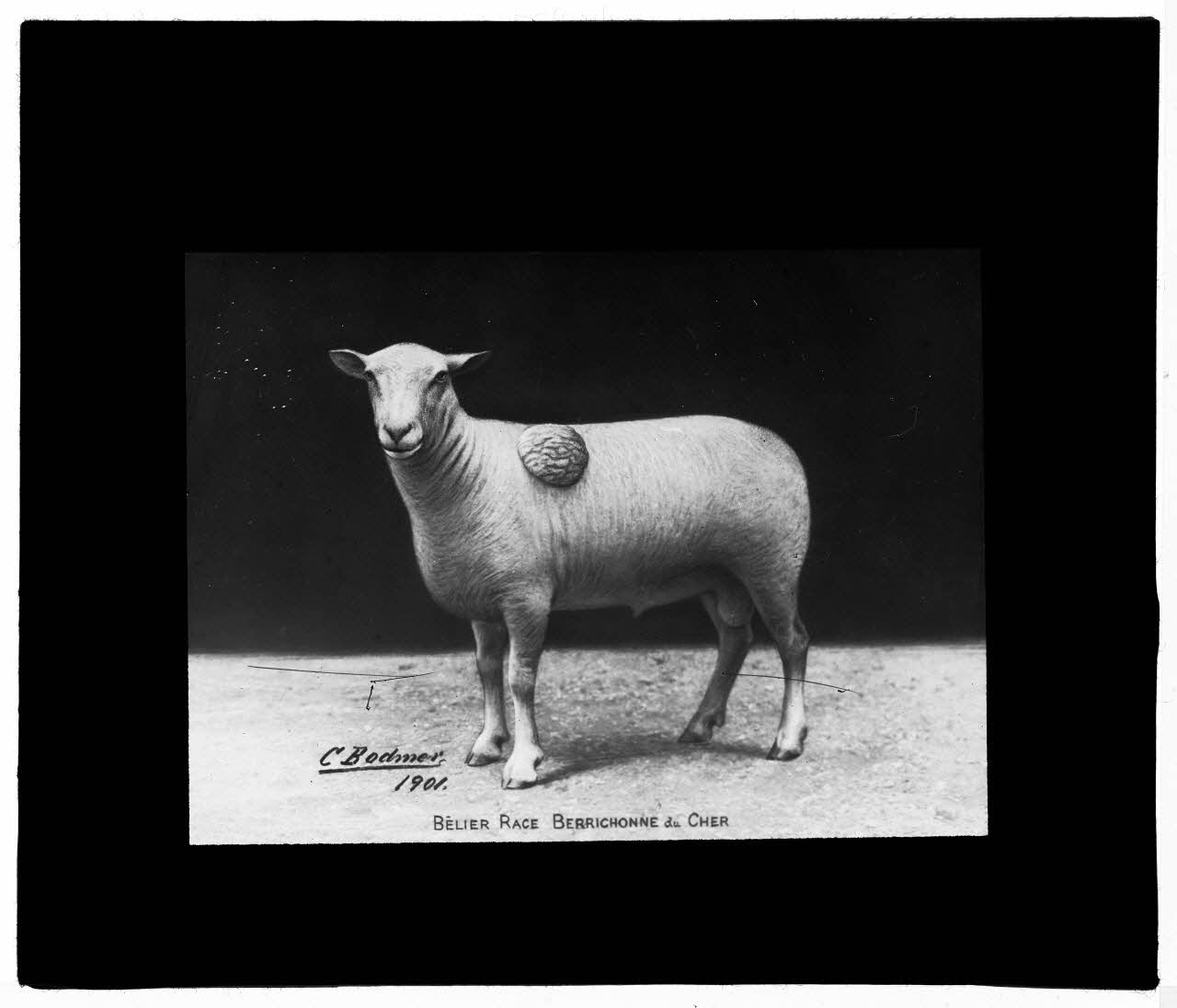 Charles Bodmer plaque de verre Bélier Berrichon du Cher Ile-de-France, France 1901 2020.33.1.28 Photo Mucem / Charles Bodmer