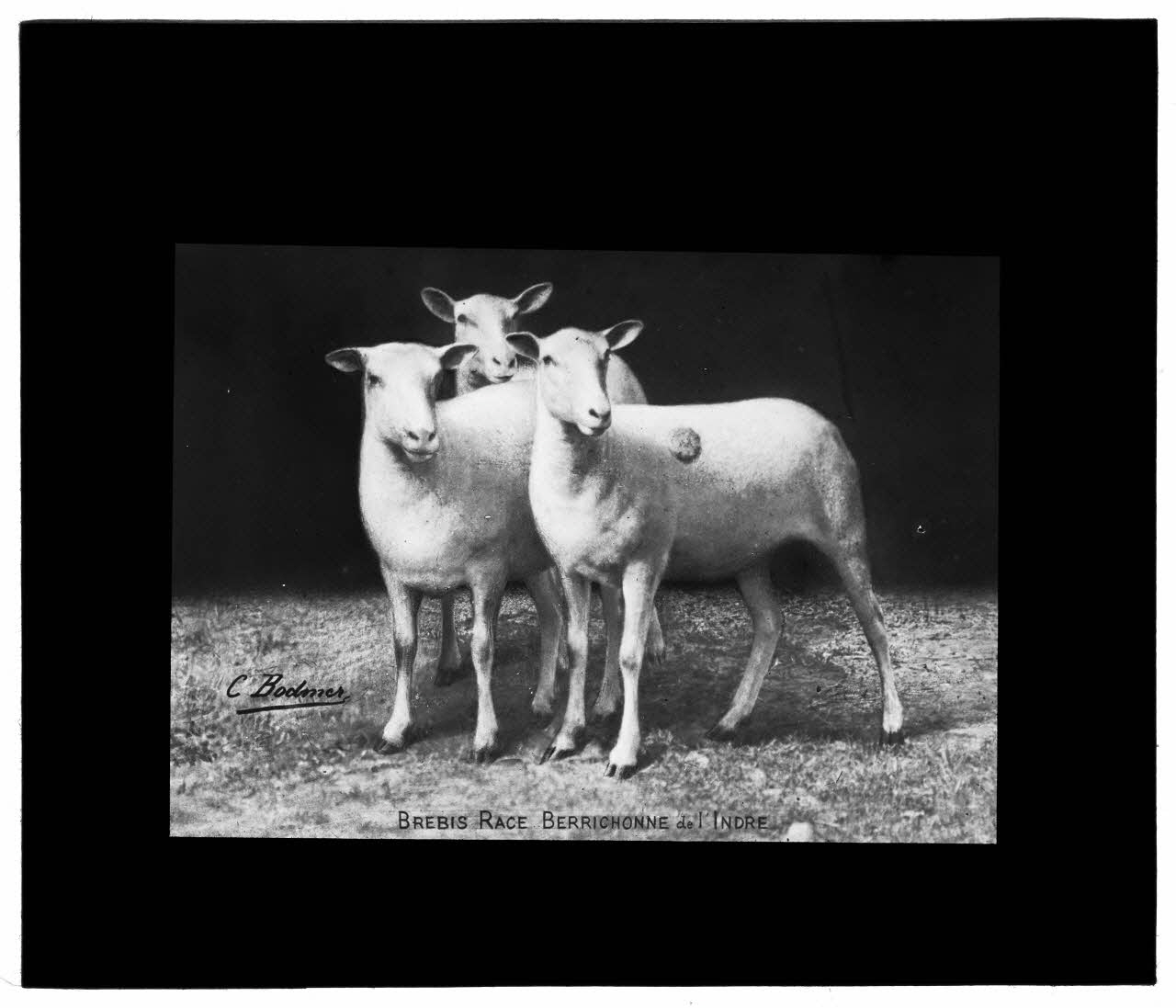 Charles Bodmer plaque de verre Brebis Berrichonnes de l’Indre Ile-de-France, France 1895-1932 2020.33.1.29 Photo Mucem / Charles Bodmer