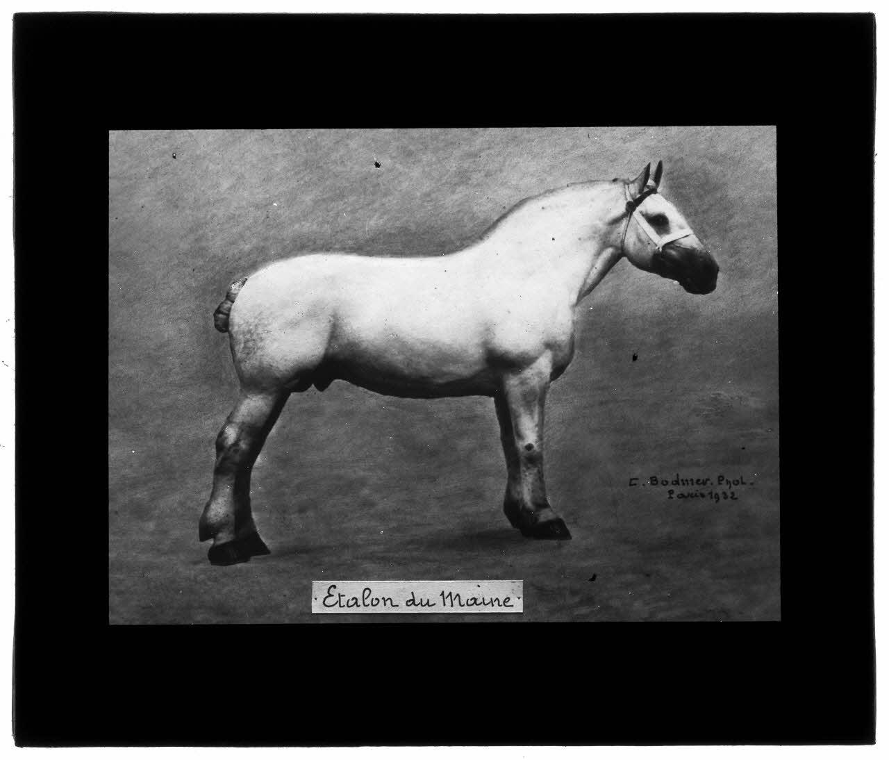 Charles Bodmer plaque de verre Etalon du Maine Ile-de-France, France 1932 2020.33.1.3 Photo Mucem / Charles Bodmer
