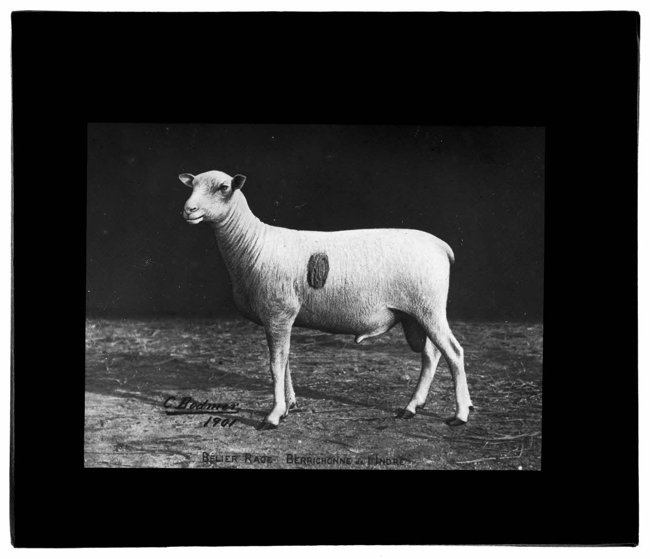 Charles Bodmer plaque de verre Bélier Berrichon de l’Indre Ile-de-France, France 1901 2020.33.1.30 Photo Mucem / Charles Bodmer
