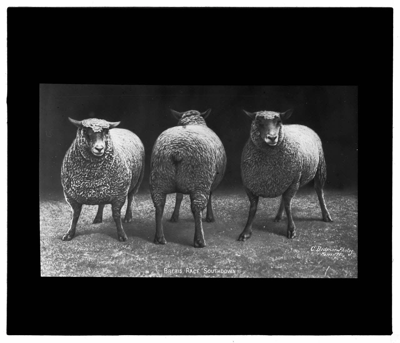 Charles Bodmer plaque de verre Brebis Southdown Ile-de-France, France 1901 2020.33.1.31 Photo Mucem / Charles Bodmer
